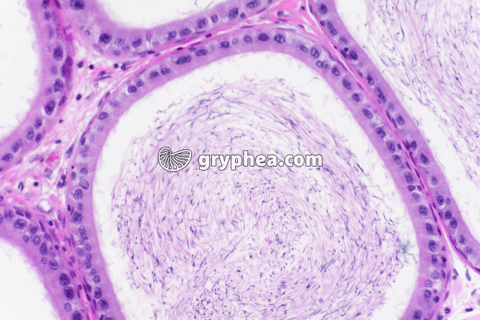 Epididyme testicule de Cobaye x100 - gryphea.org